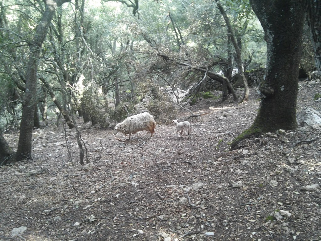 Eine Schaffamilie in den Wäldern Mallorcas