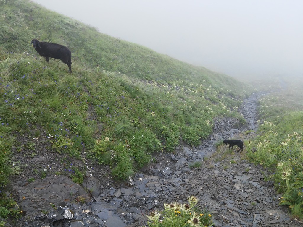 Schwarzes Schaf mit kleinem Baby