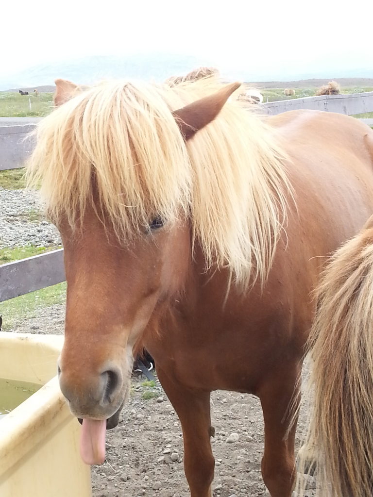 Pferde beim Gullfoss